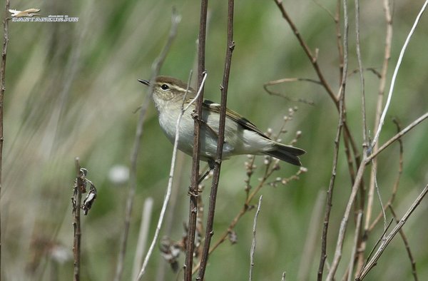 연노랑눈썹솔새(Hume\'s Lesf Warbler)